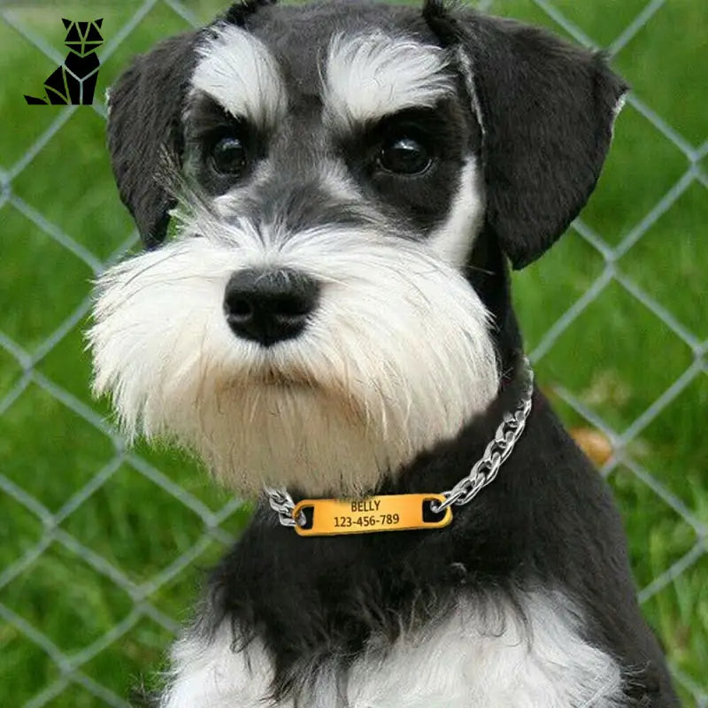 Collier personnalisé pour petit chien ou chaton, chien noir et blanc avec collier